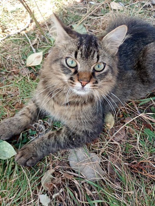 Pisicuți spre adopție