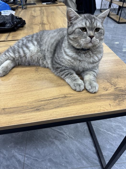 Вязка британсий шиншила кот опитний, год