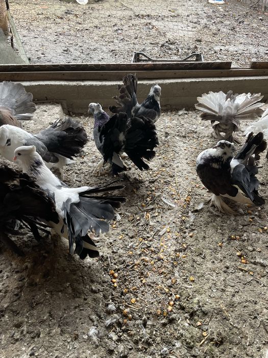 Vand porumbei voltati indieni