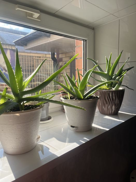 Продам алоэ вера молоденькие .