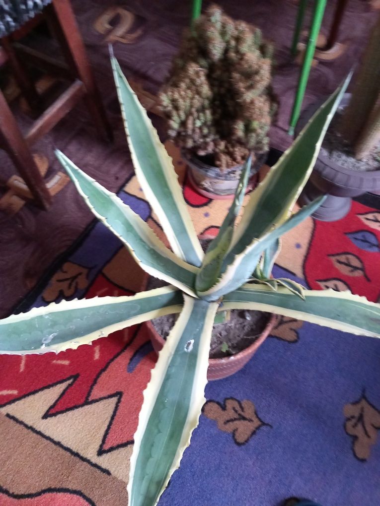 Aloe de Madagascar