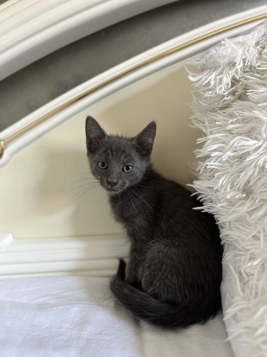 motanel albastru de rusia