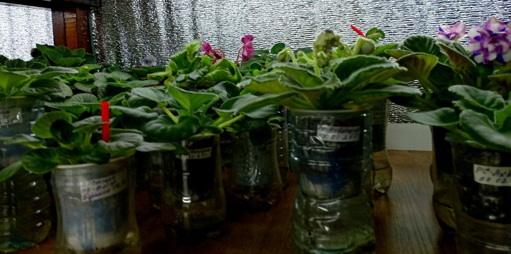 Продам детки сортовых фиалок, глоксиний