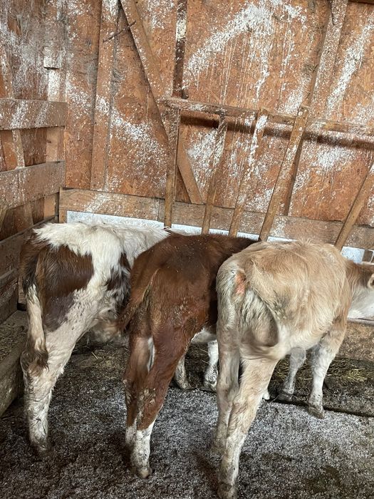 Vând vitei de rasă bună