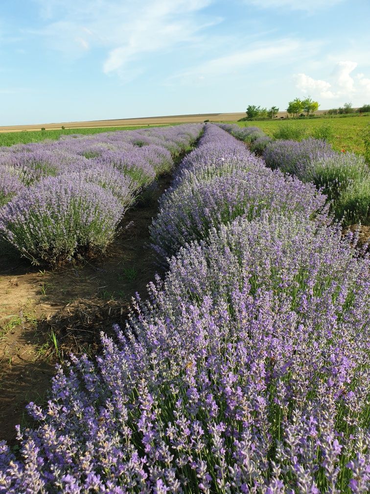 Apa florala de lavanda și ulei esential