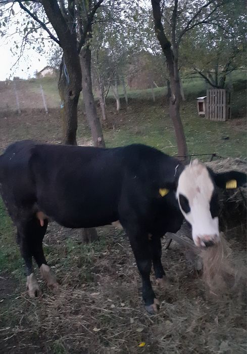 Vând vacă cu lapte