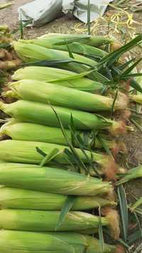Кукуруза свежая в початках жугері