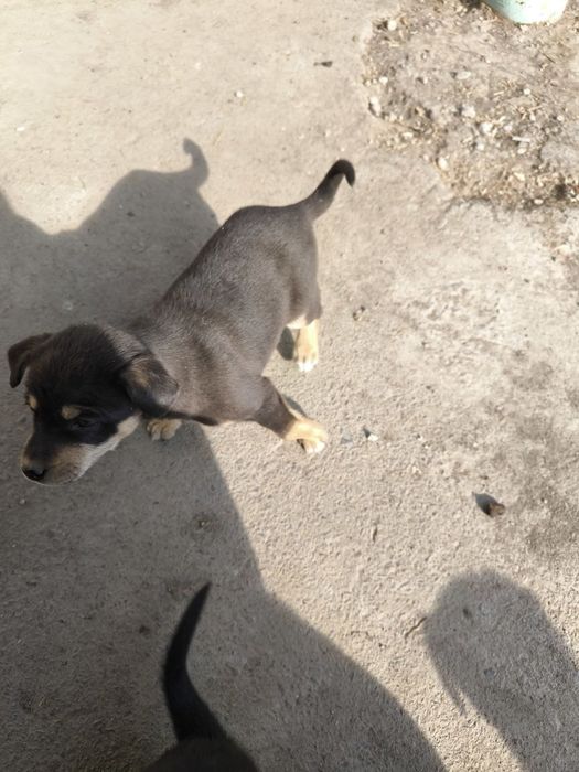 Отдам в хорошие руки щенков дворняжек!