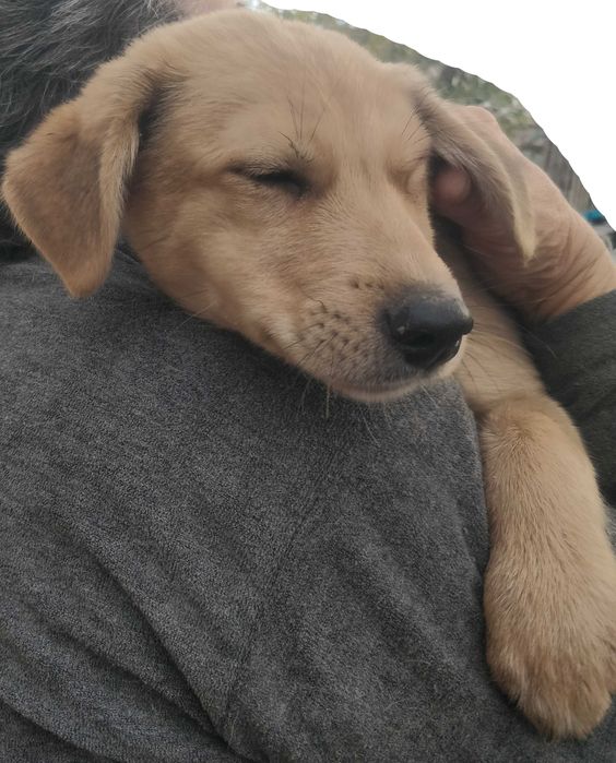 Подаряваме кученцe бездомниче пухено бобче мъжко