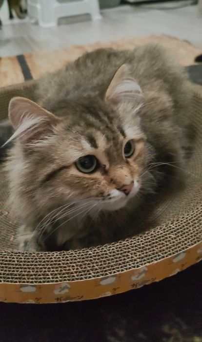 Пушистый зеленоглазый котик ищет дом