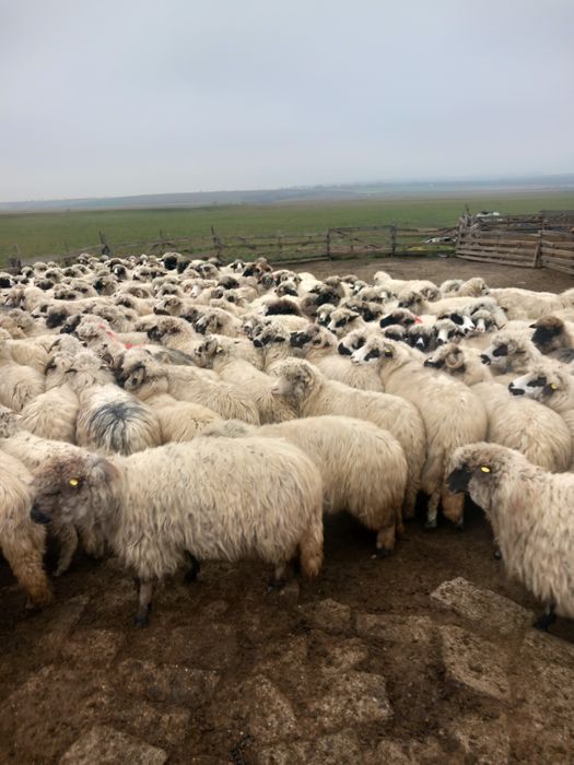 180 de oi de vinzare de ținut