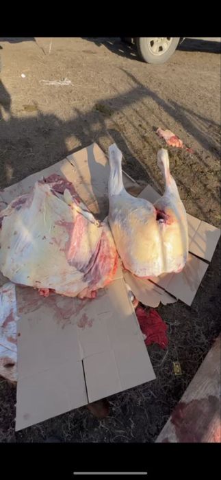 Жабагылар сатылады семиз