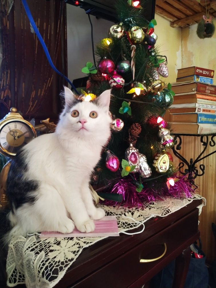 Отдам кота в хорошие руки