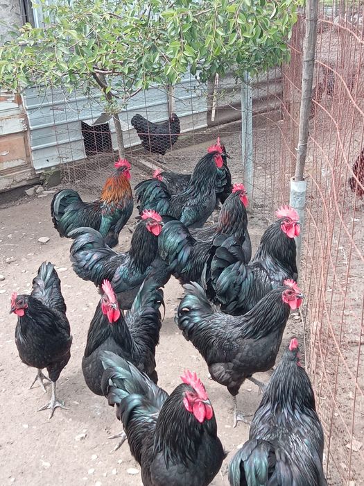 De vânzare Cocosi de mătase japoneza și Australop