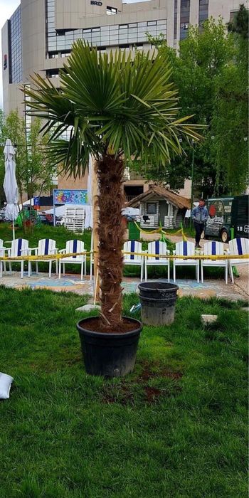 Palmieri ornamentali de diferite dimesinuni