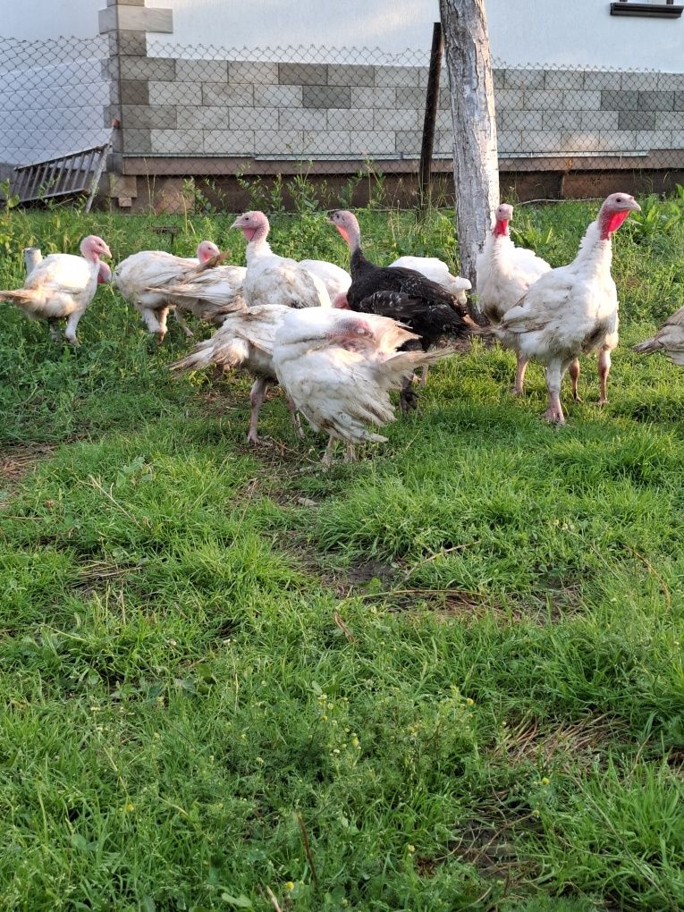 Curcani  și curci