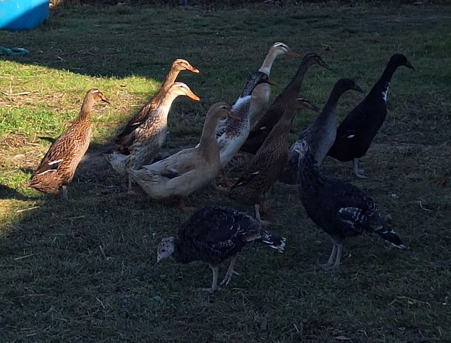 Rate Indiene Alergatoare