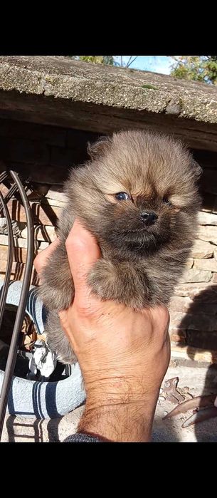 Продавам померан