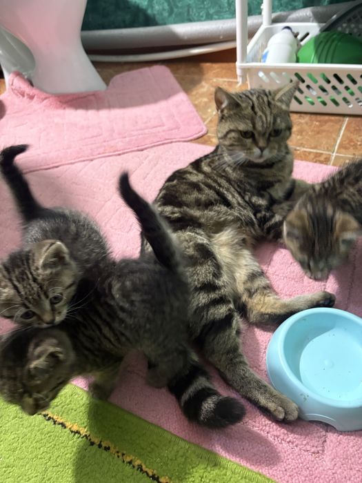 Котята бесплатно