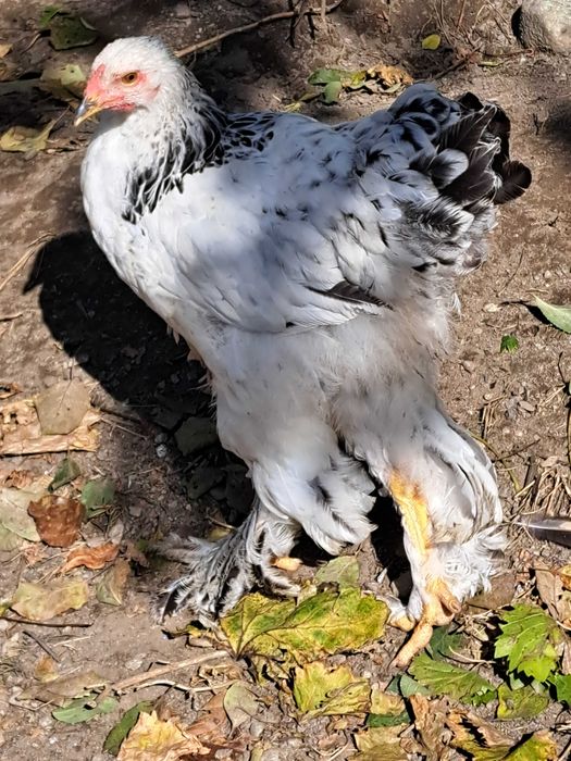 Vand cocoși Brahma Herminat Deschis