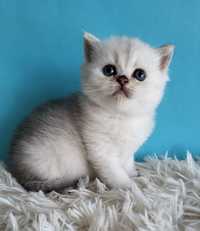 Продам котёнка британской серебристый шиншиллы