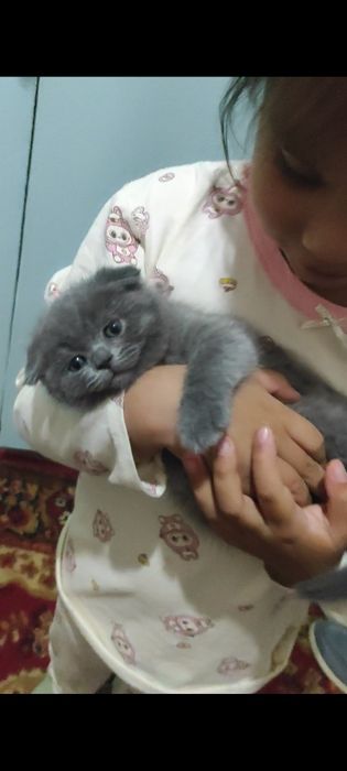 Sotiladi parodali mushukchalar Scottish fold. Продаются скоттиш фолд.