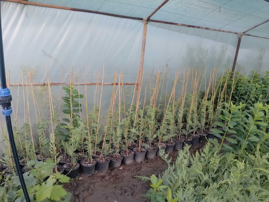 Лавровишна за жив плет 4лв