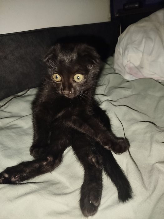 СРОЧНО вислоухий котенок в добрые руки, девочка 3м.