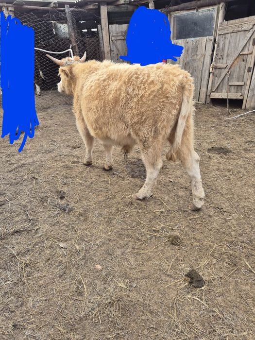 Соғымға өгіз сатылады