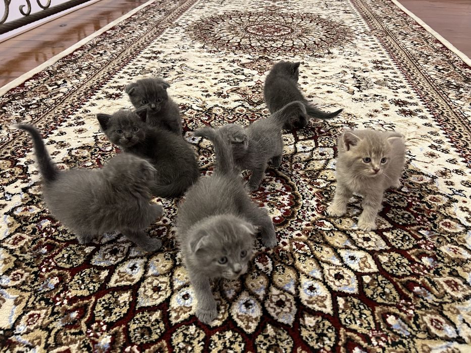 Продаётся котята приученные лодку знают кушают всё