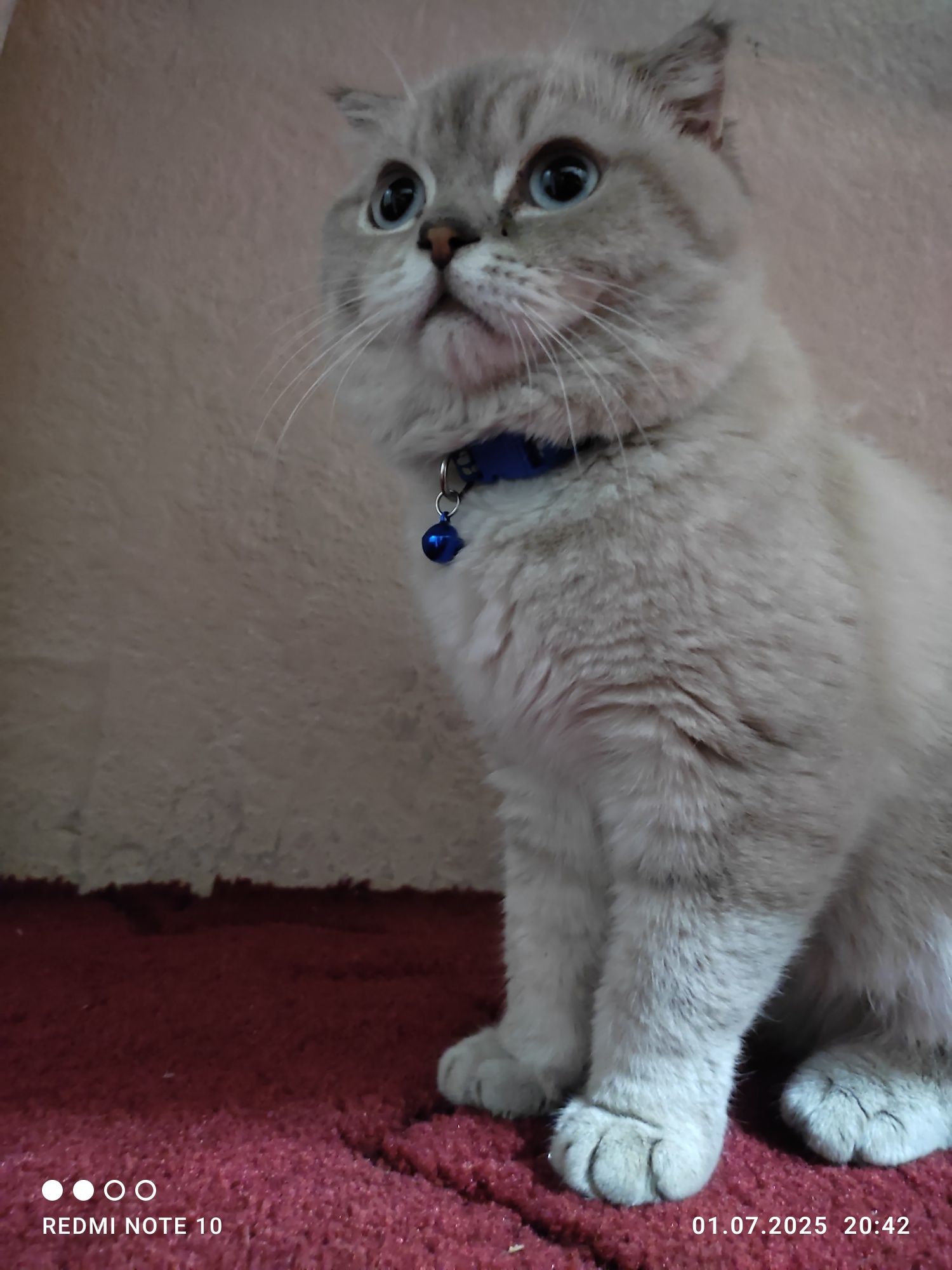 Mushuk Shinshilla
