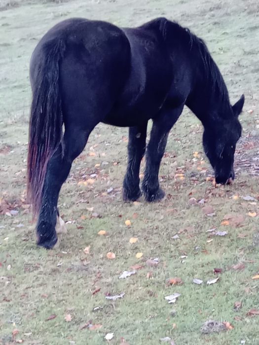 Vând mânza neagră de 2 ani