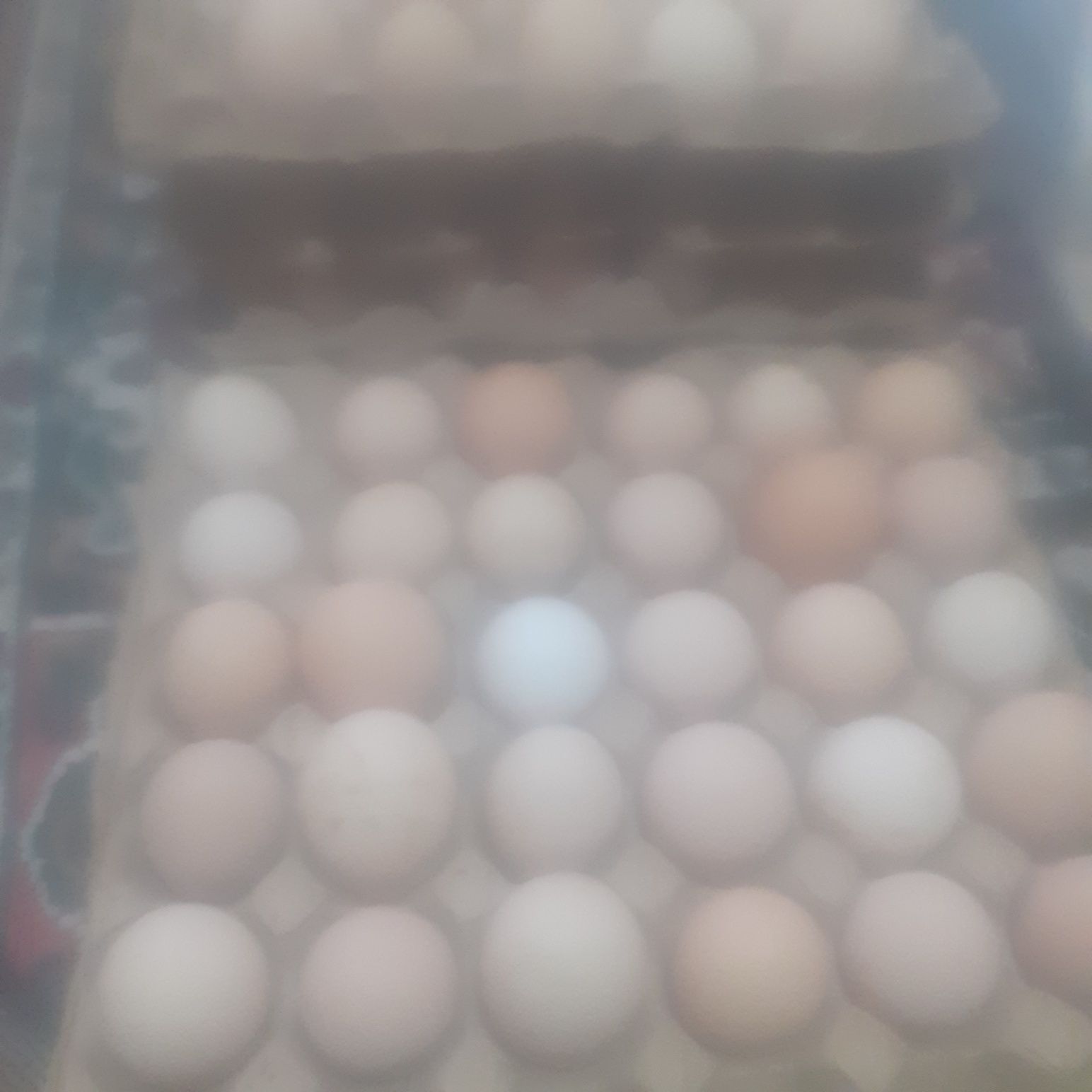 Продам куриные ,домашние яйца.