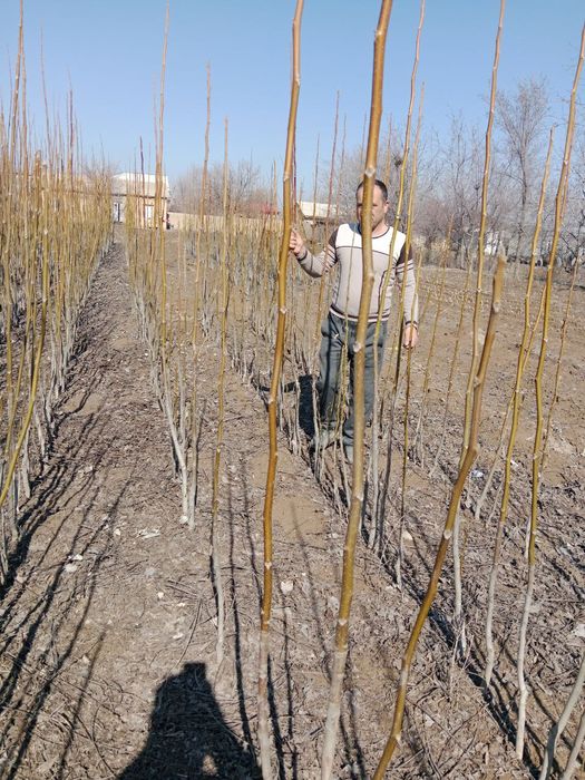 Poli karlik yongʻoq