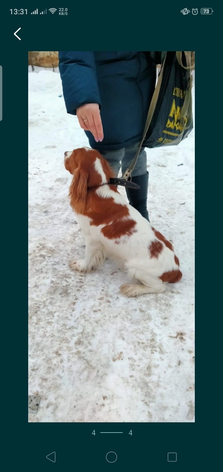 Кобель русского спаниэля для вязки