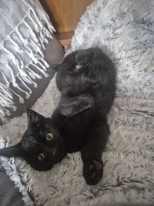 Британски късокосмести котета