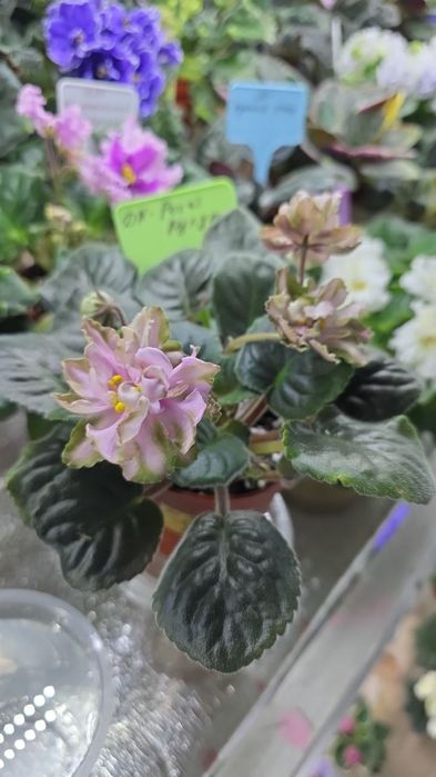 Детки фиалок сортовых