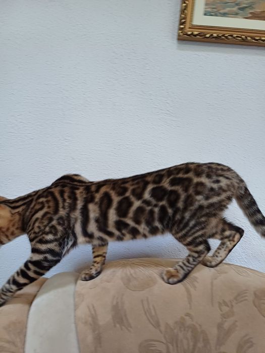 Pui bengal - Felisa Internationala Lady Daiana
