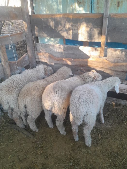 Тоқты сатылымда семіз