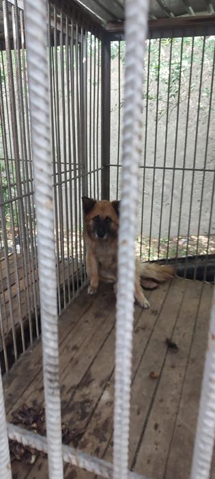 Хаски,Алабаи,Овчарки и много разных собачек ждут заботливых хозяев