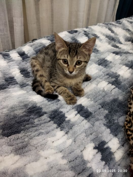 Отдам котенка в хорошие руки