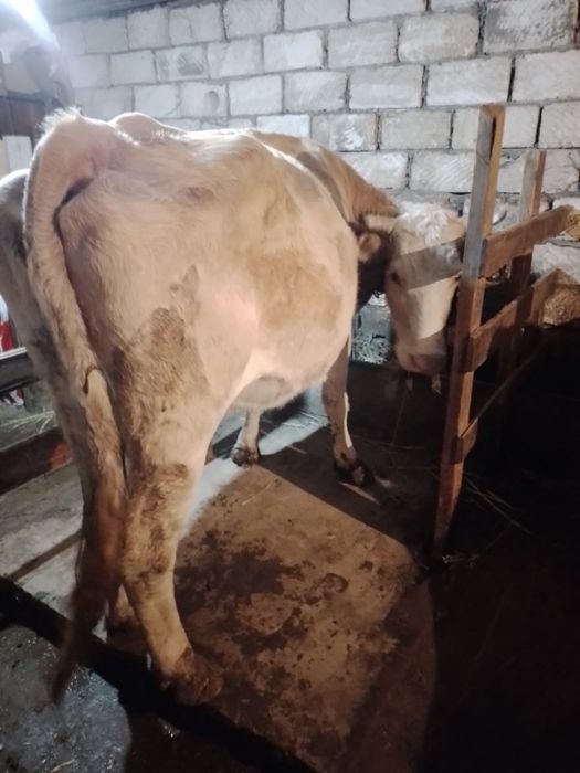 Продам корова!!!