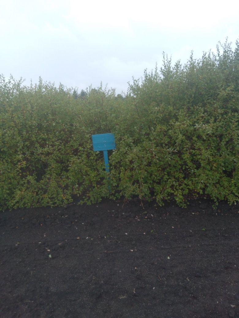 Продам саженцы хвойных и лиственных пород!!!  Кустарники..