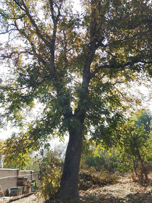 Продается дерево орех