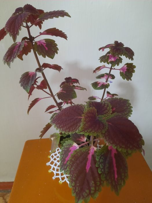 Колиус коралл, роэ ,бегония . Цветы для домашнего уюта ,