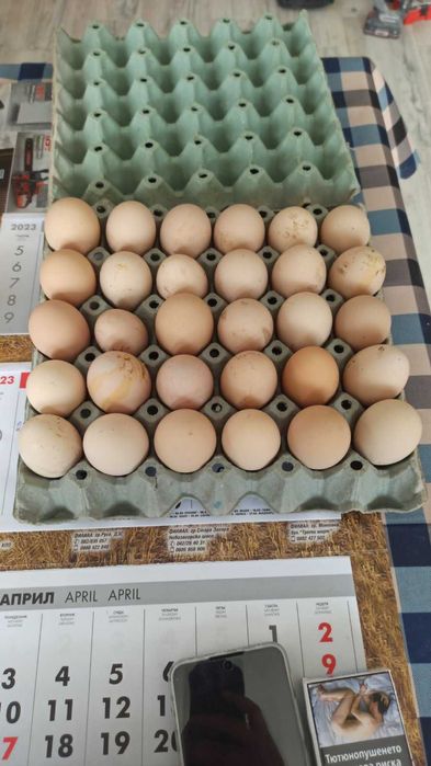 Оплодени яйца от катунски и пилета саз записване
