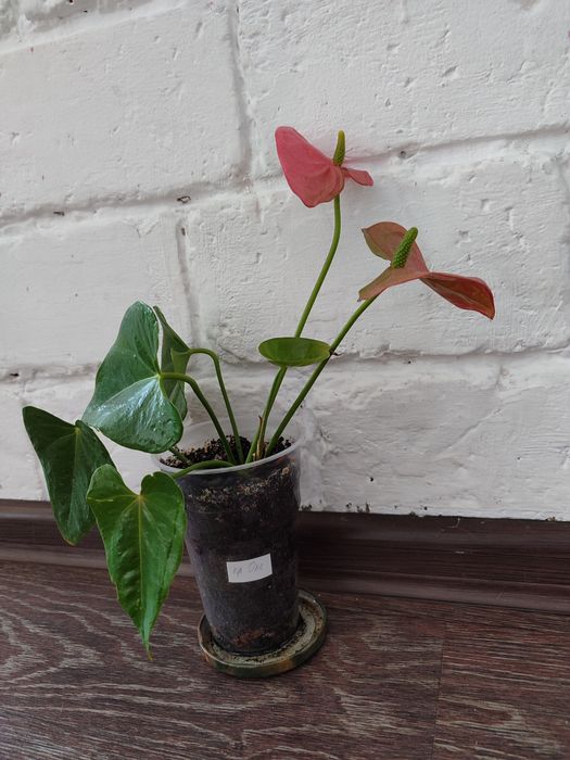 Мужское счастье. Антуриум