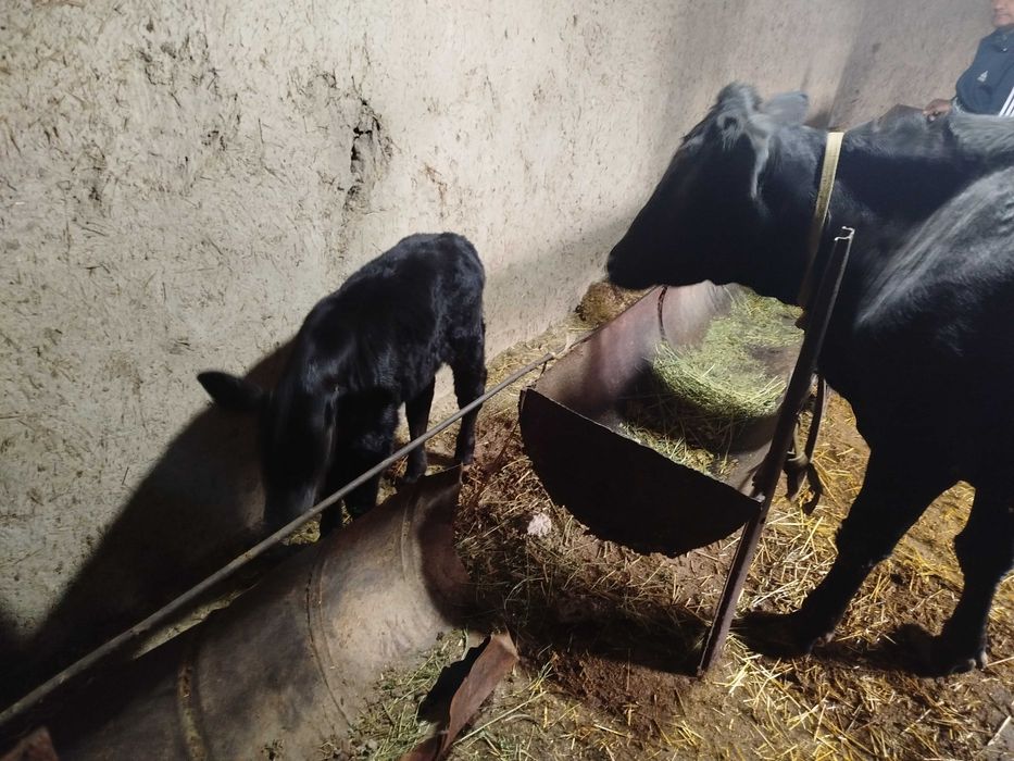 Angus parodali sigir