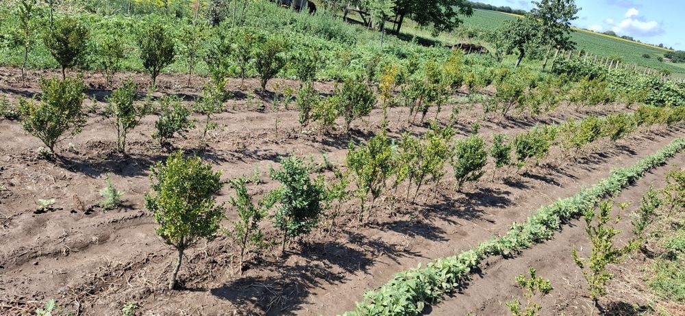 Buxus, gard viu, planta ornamentala