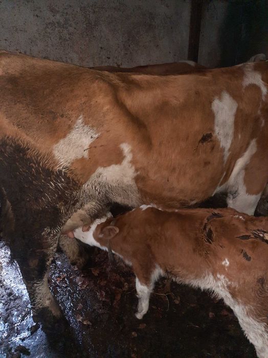 Vand vacă de trei viței fatata de o săptămână.